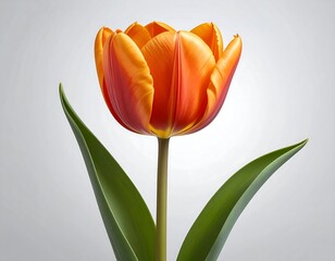 Single Orange Tulip Close-up.