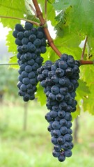 Fototapeta premium Blue grapes on vine