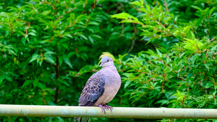 鉄パイプの上にとまるキジバト