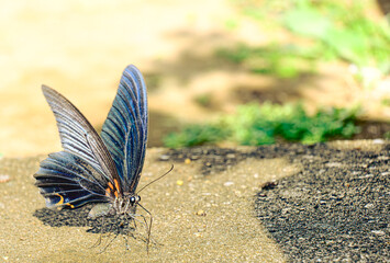 クロアゲハのアップ