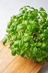 Lush green basil in a pot on a wooden board on a light background. Fresh organic herbs concept.