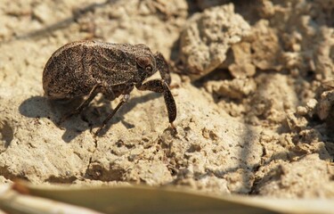  weevil, likely a type of broad-nosed weevil such as Otiorhynchus ligustici, also known as the alfalfa snout beetle or lovage weevil. 