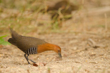 Slaty-legged crake Rallina eurizonoides telmatophila searching for food. Cat Tien National Park. Vietnam.