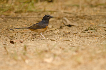 Obraz premium Female white-rumped shama Copsychus malabaricus macrourus. Cat Tien National Park. Vietnam.
