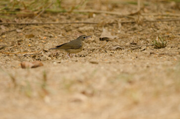 Obraz premium Siberian blue robin Larvivora cyane bochainensis. Cat Tien National Park. Vietnam.
