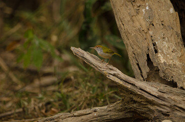 Dark-necked tailorbird Orthotomus atrogularis nitidus. Cat Tien National Park. Vietnam.