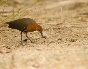 Slaty-legged crake Rallina eurizonoides telmatophila searching for food. Cat Tien National Park. Vietnam.