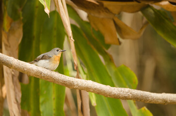 Female Tickell's blue flycatcher Cyornis tickelliae indochina. Cat Tien National Park. Vietnam.