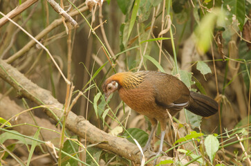 Female red junglefowl Gallus gallus gallus. Cat Tien National Park. Vietnam.