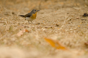 Female Tickell's blue flycatcher Cyornis tickelliae indochina. Cat Tien National Park. Vietnam.
