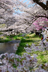観音寺川の桜並木。猪苗代、福島、日本。4月下旬。