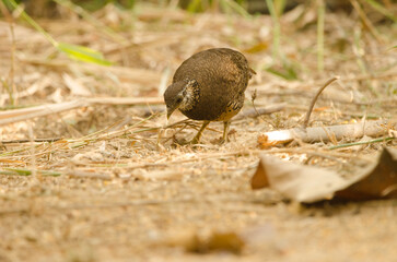 Green legged partridge Tropicoperdix chloropus searching for food. Cat Tien National Park. Vietnam.