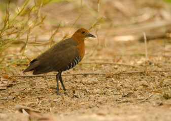 Slaty-legged crake Rallina eurizonoides telmatophila. Cat Tien National Park. Vietnam.
