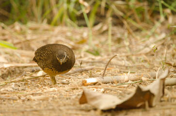 Green legged partridge Tropicoperdix chloropus searching for food. Cat Tien National Park. Vietnam.