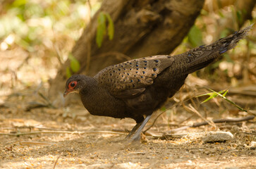 Germain's peacock-pheasant Polyplectron germaini. Female searching for food. Cat Tien National Park. Vietnam.