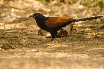Greater coucal Centropus sinensis intermedius. Cat Tien National Park. Vietnam.