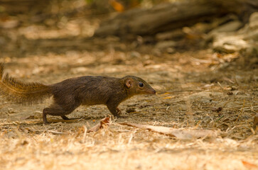 Northern treeshrew Tupaia belangeri. Cat Tien National Park. Vietnam.