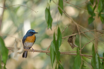 Male Tickell's blue flycatcher Cyornis tickelliae indochina. Cat Tien National Park. Vietnam.