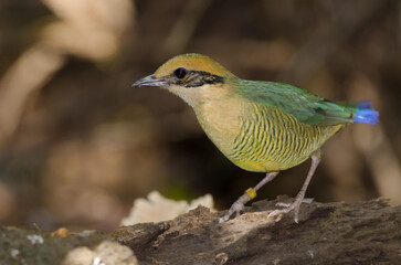 Female bar-bellied pitta Hydrornis elliotii. Cat Tien National Park. Vietnam.