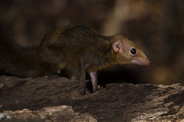 Northern treeshrew Tupaia belangeri. Cat Tien National Park. Vietnam.