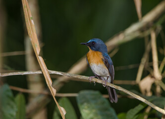 Male Tickell's blue flycatcher Cyornis tickelliae indochina. Cat Tien National Park. Vietnam.