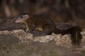 Northern treeshrew Tupaia belangeri. Cat Tien National Park. Vietnam.