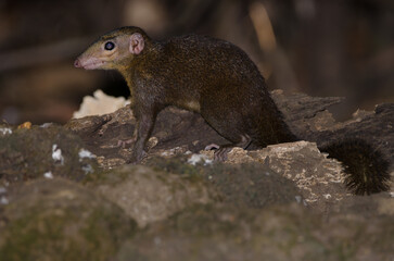 Northern treeshrew Tupaia belangeri. Cat Tien National Park. Vietnam.