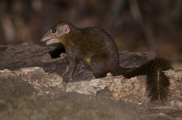 Northern treeshrew Tupaia belangeri eating. Cat Tien National Park. Vietnam.