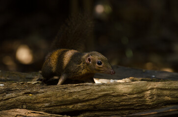 Northern treeshrew Tupaia belangeri. Cat Tien National Park. Vietnam.