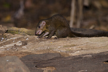 Northern treeshrew Tupaia belangeri eating. Cat Tien National Park. Vietnam.