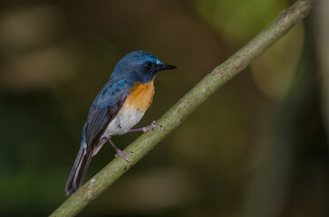 Male Tickell's blue flycatcher Cyornis tickelliae indochina. Cat Tien National Park. Vietnam.