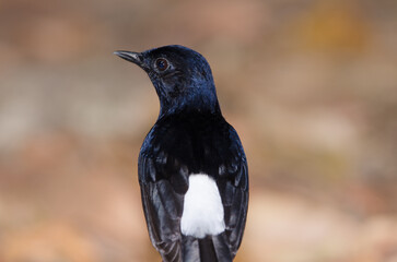 Male white-rumped shama Copsychus malabaricus macrourus. Cat Tien National Park. Vietnam.