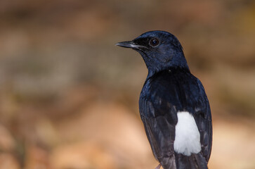 Fototapeta premium Male white-rumped shama Copsychus malabaricus macrourus. Cat Tien National Park. Vietnam.