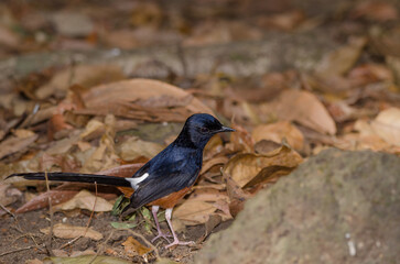 Male white-rumped shama Copsychus malabaricus macrourus. Cat Tien National Park. Vietnam.