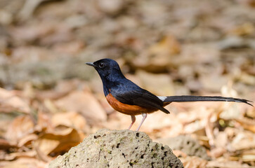 Male white-rumped shama Copsychus malabaricus macrourus. Cat Tien National Park. Vietnam.