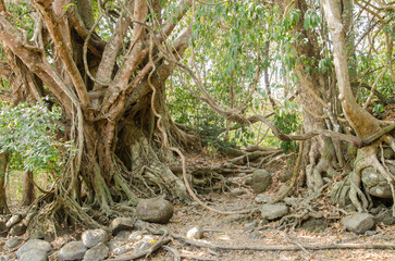 Weeping figs Ficus benjamina. Cat Tien National Park. Vietnam.