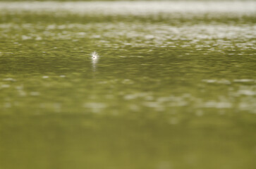 Seed floating on Dong Nai River. Cat Tien National Park. Vietnam.