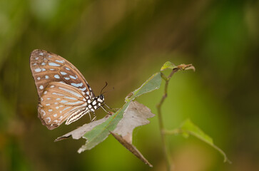 Glassy tiger Parantica aglea. Cat Tien National Park. Vietnam.