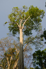 Tree Lagerstroemia ovalifolia. Cat Tien National Park. Vietnam.