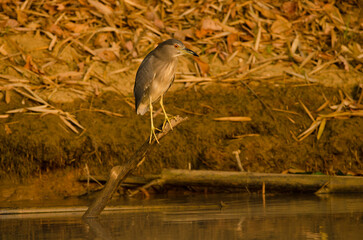 Black-crowned night heron Nycticorax nycticorax nycticorax. Dong Nai River. Cat Tien National Park. Vietnam.