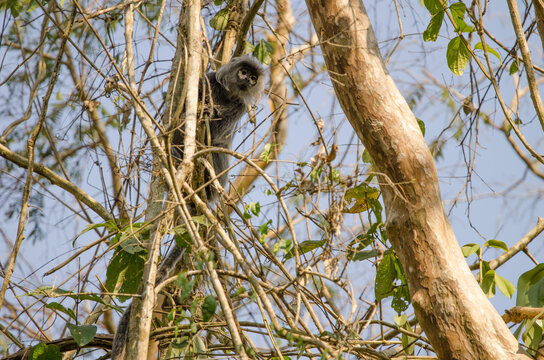 Germain's langur Trachypithecus germaini. Cat Tien National Park. Vietnam.