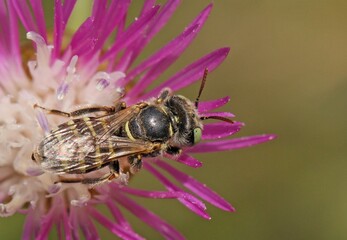 Orange-legged furrow bee, scientifically known as Halictus rubicundus. This species is a type of sweat bee, belonging to the family Halictidae