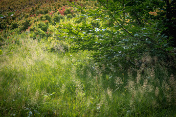 Summer Mountain View in Borzhava Valley, Carpathians