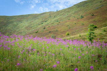 Obraz premium Meadow of Fireweed Flowers in Borzhava Valley, Carpathians