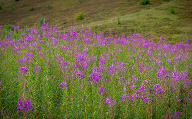 Fototapeta premium Meadow of Fireweed Flowers in Borzhava Valley, Carpathians