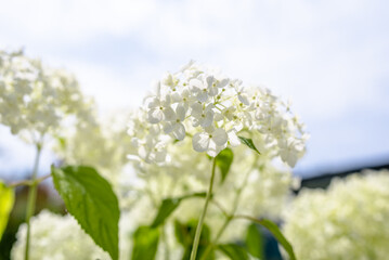 White hydrangea flowers, close-up of hortensia flower