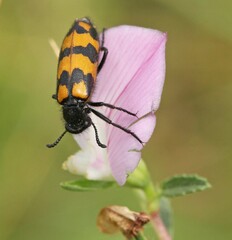 Blister Beetle, likely belonging to the genus Mylabris or Hycleus, from the family Meloidae.