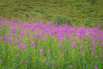 Obraz premium Meadow of Fireweed Flowers in Borzhava Valley, Carpathians