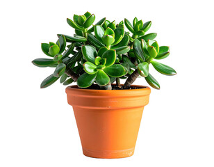 Obraz premium A succulent plant, jade plant, in a terracotta pot, is centered against a black background