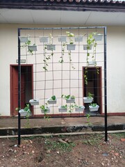 background of vertical garden with white and yellow pots
